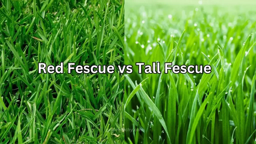 Red Fescue vs Tall Fescue