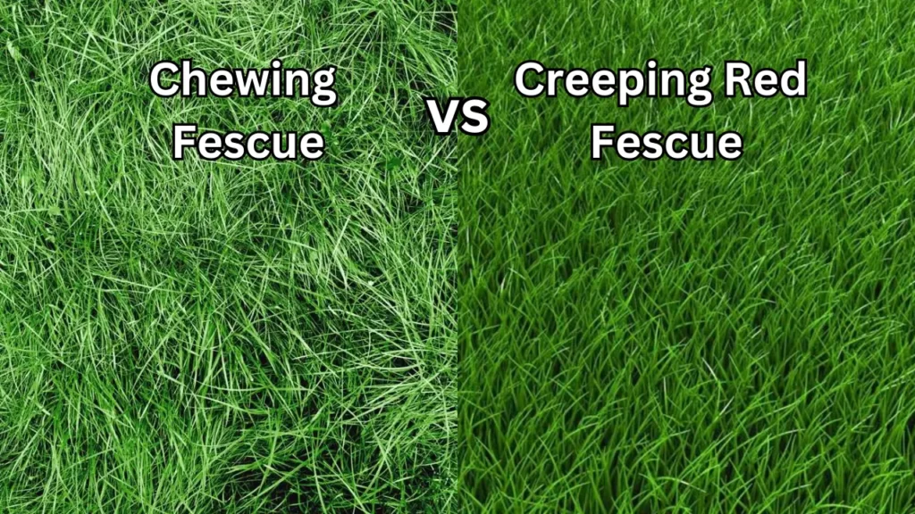 Chewing Fescue vs Creeping Red Fescue