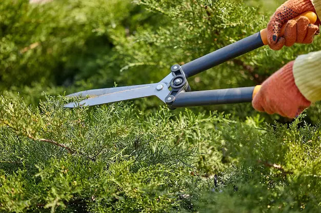 How to Sharpen Hedge Clippers