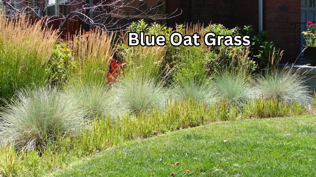 Blue Oat Grass