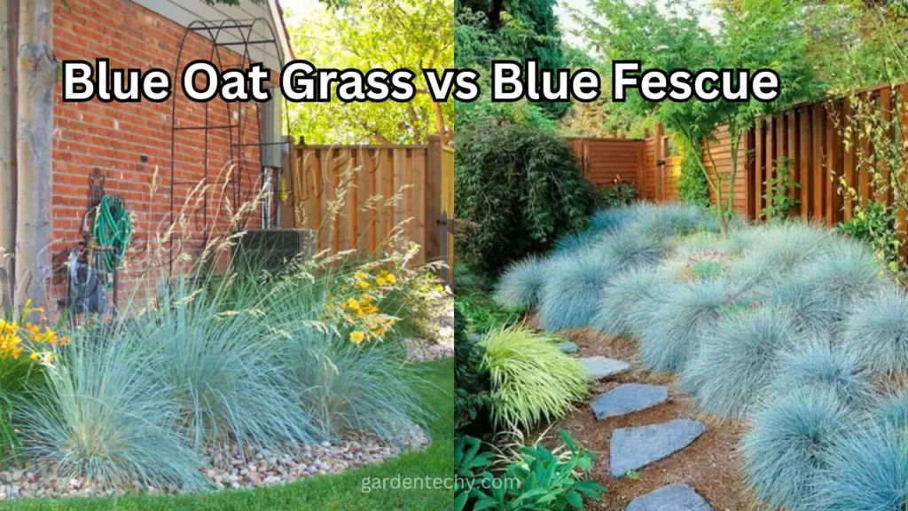 Blue Oat Grass vs Blue Fescue