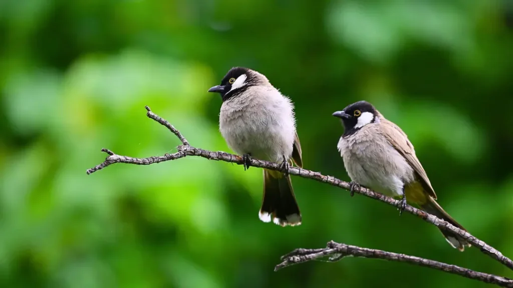spiritual meaning of bird hitting window